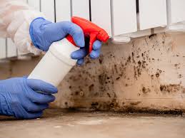 Best Mold Documentation for Insurance Claims in USA